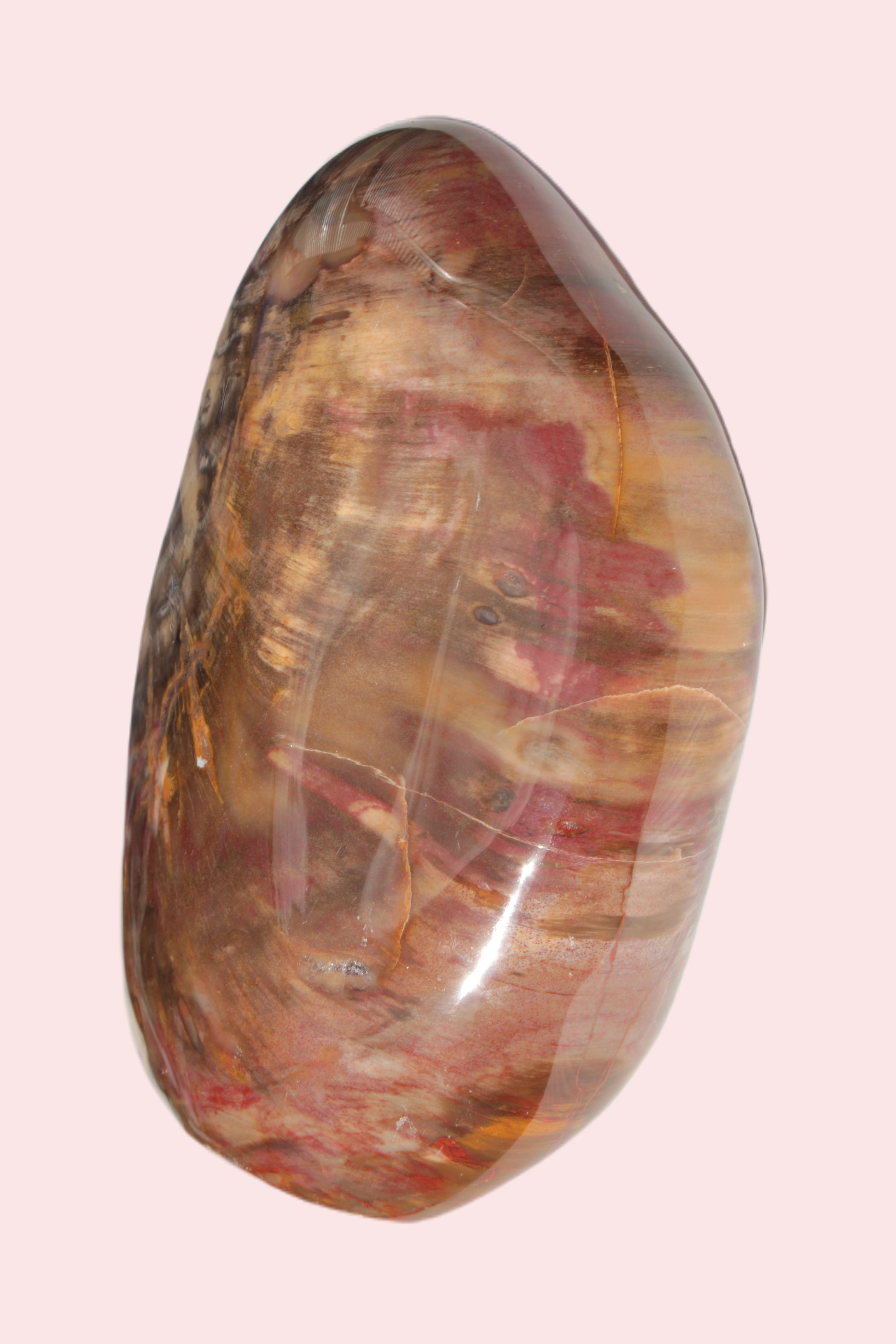 Petrified Wood from Madagascar 2530g Rocks and Things