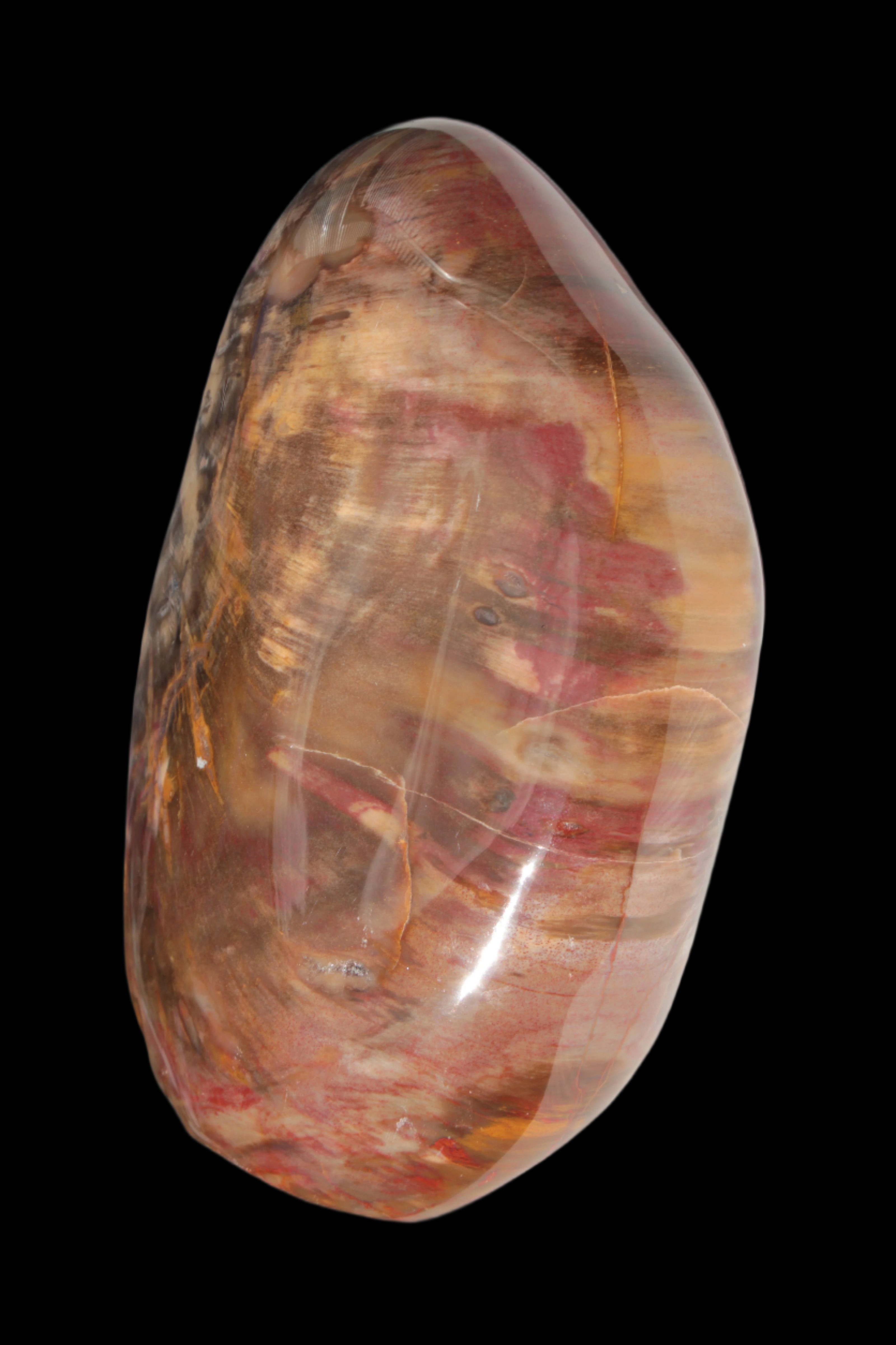 Petrified Wood from Madagascar 2530g - Rocks and Things Store