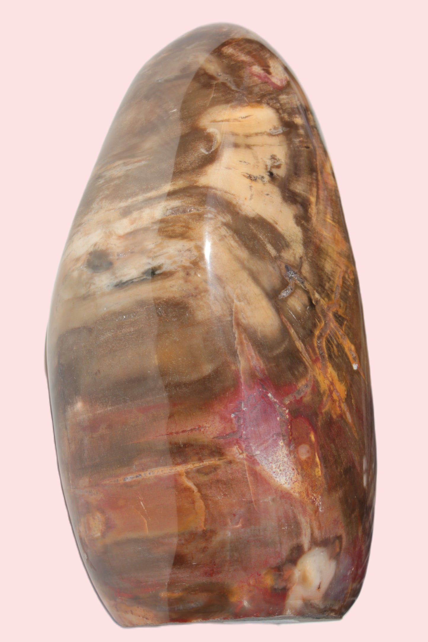 Petrified Wood from Madagascar 2530g Rocks and Things