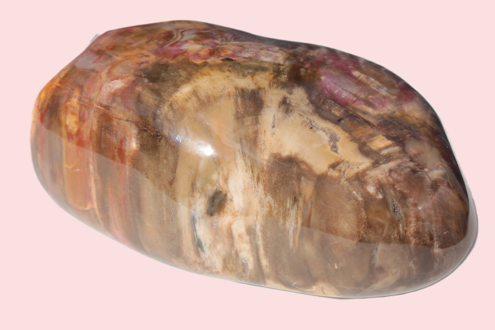 Petrified Wood from Madagascar 2530g Rocks and Things