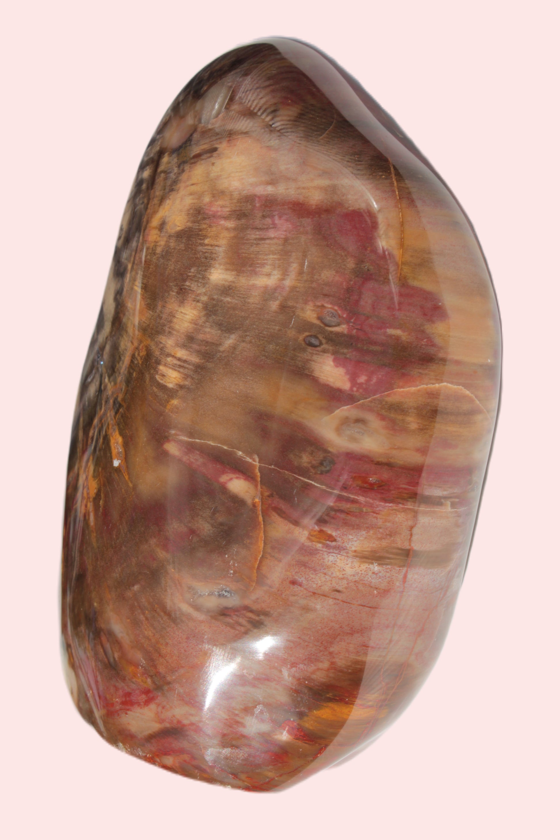 Petrified Wood from Madagascar 2530g Rocks and Things