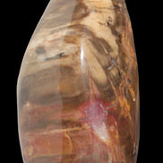 Petrified Wood from Madagascar 2530g - Rocks and Things Store