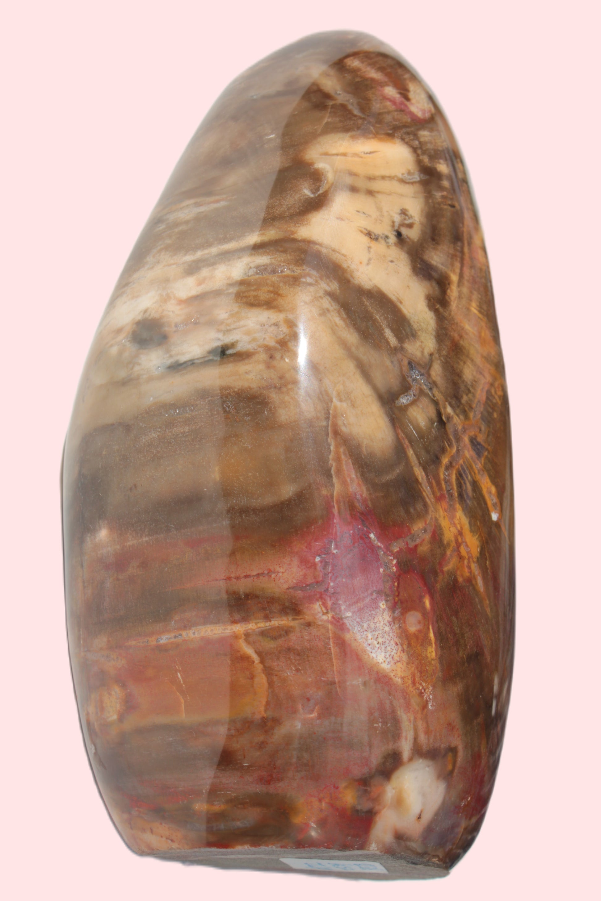 Petrified Wood from Madagascar 2530g Rocks and Things