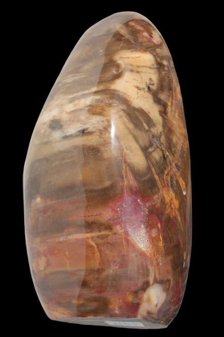 Petrified Wood from Madagascar 2530g - Rocks and Things Store