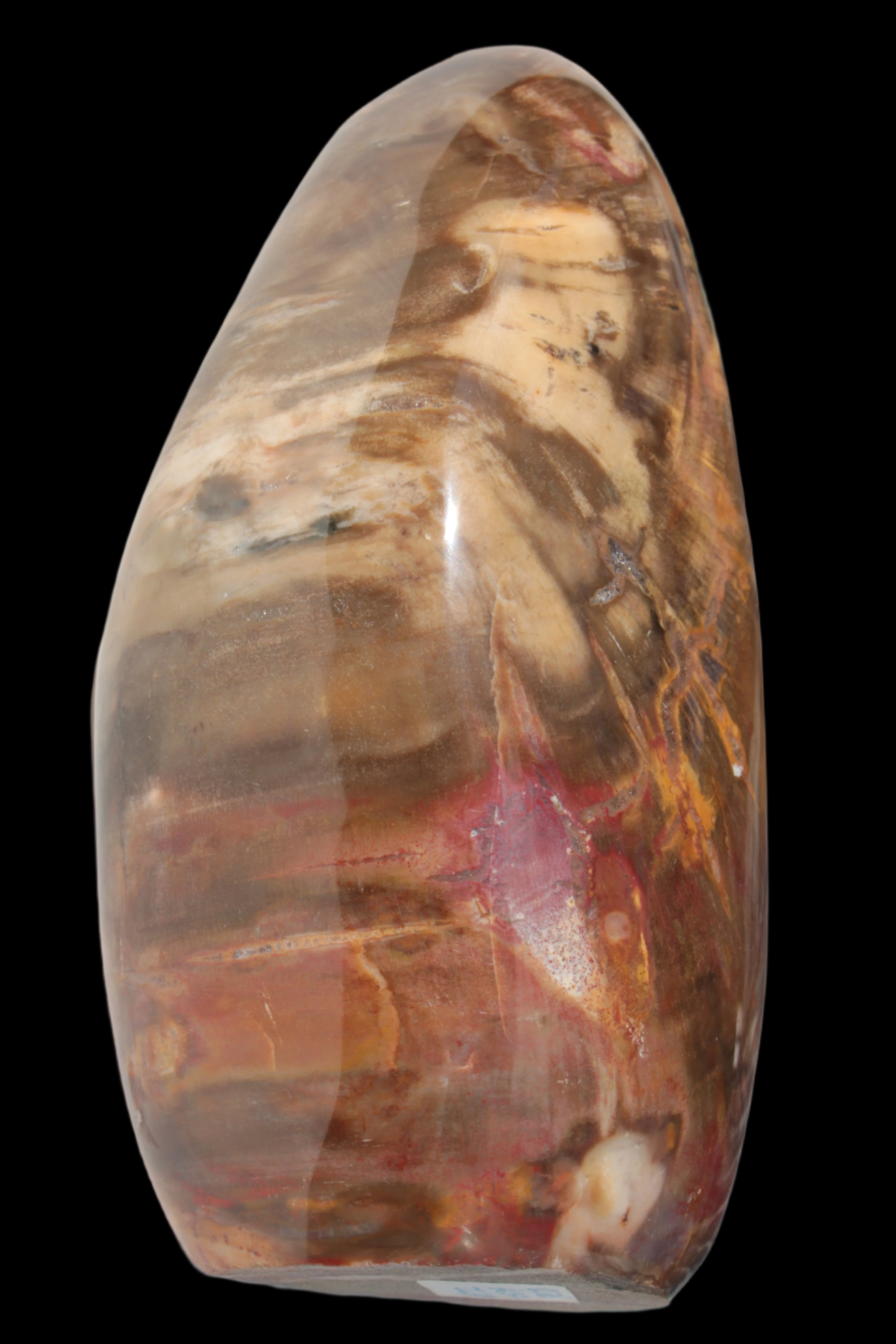 Petrified Wood from Madagascar 2530g - Rocks and Things Store