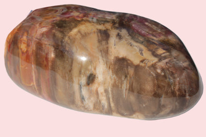 Petrified Wood from Madagascar 2530g Rocks and Things