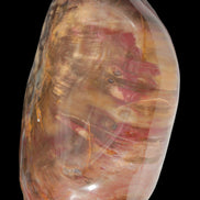 Petrified Wood from Madagascar 2530g - Rocks and Things Store