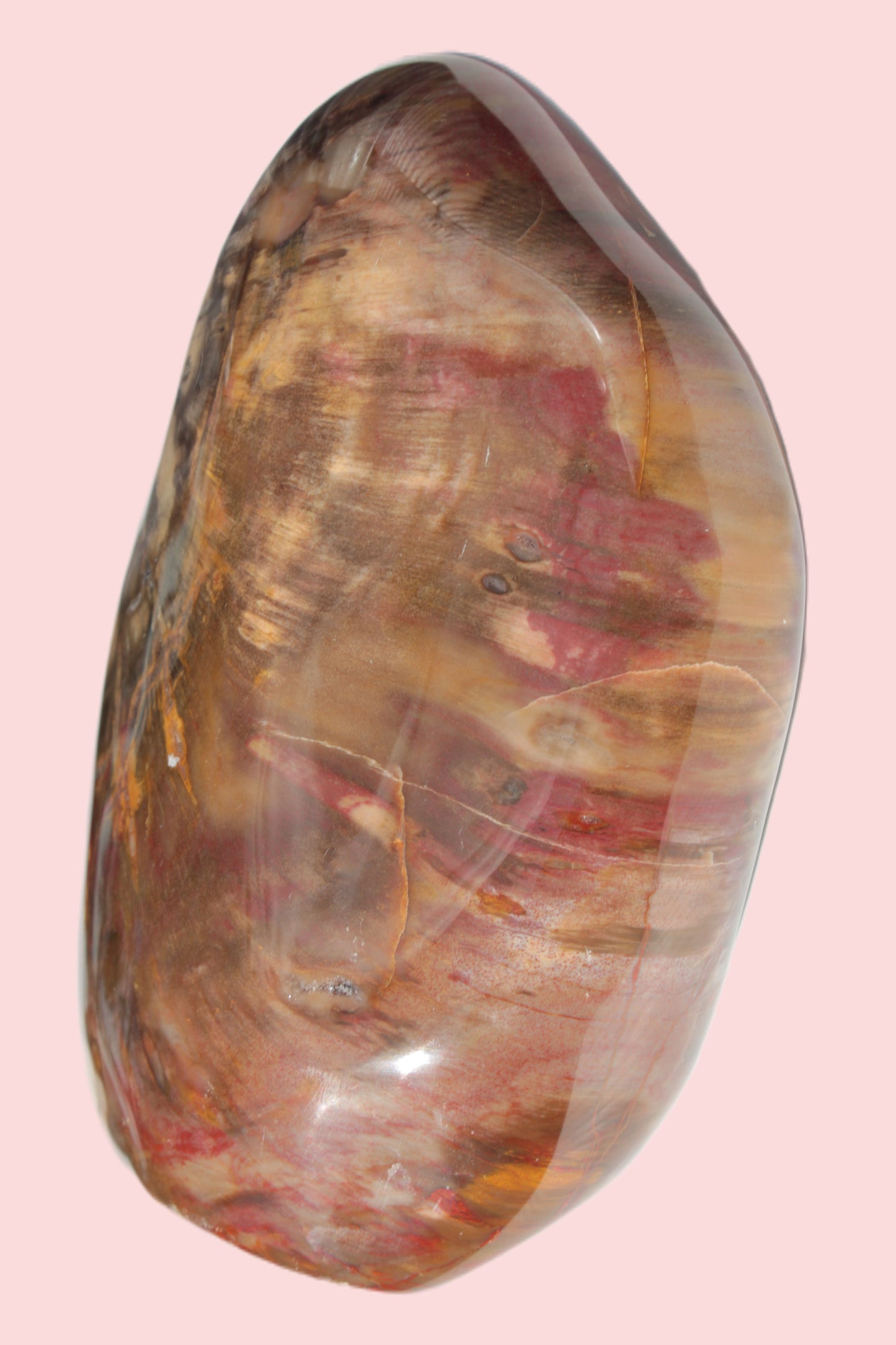 Petrified Wood from Madagascar 2530g Rocks and Things