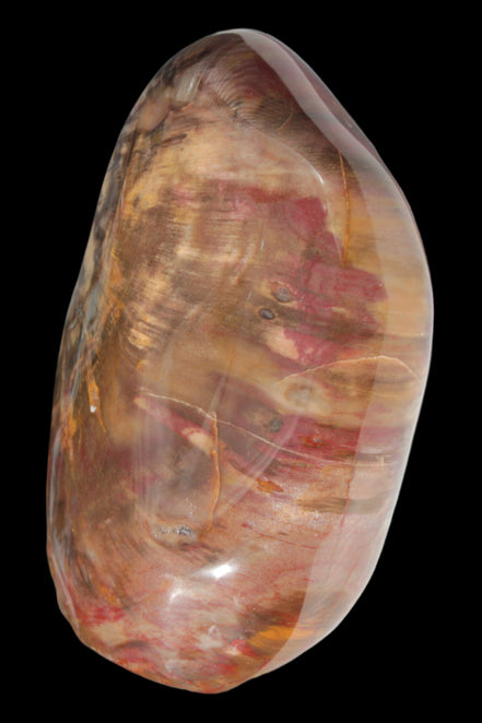 Petrified Wood from Madagascar 2530g - Rocks and Things Store