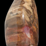 Petrified Wood from Madagascar 2530g - Rocks and Things Store