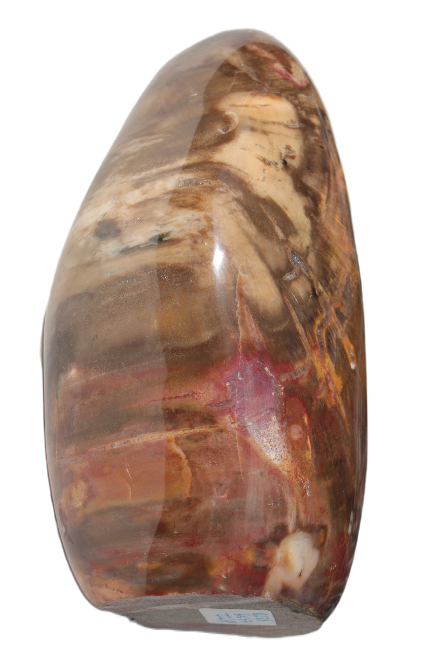 Petrified Wood from Madagascar 2530g Rocks and Things