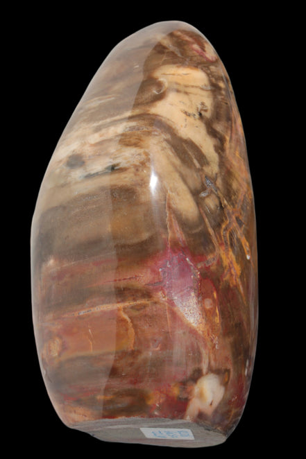 Petrified Wood from Madagascar 2530g - Rocks and Things Store