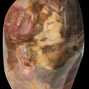 Petrified Wood from Madagascar 2530g - Rocks and Things Store