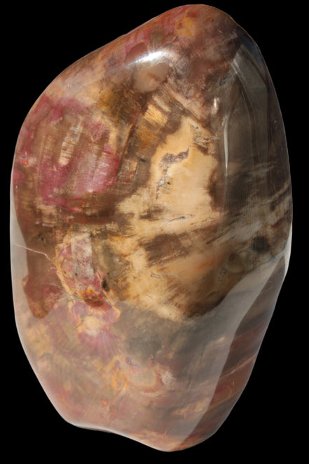 Petrified Wood from Madagascar 2530g - Rocks and Things Store