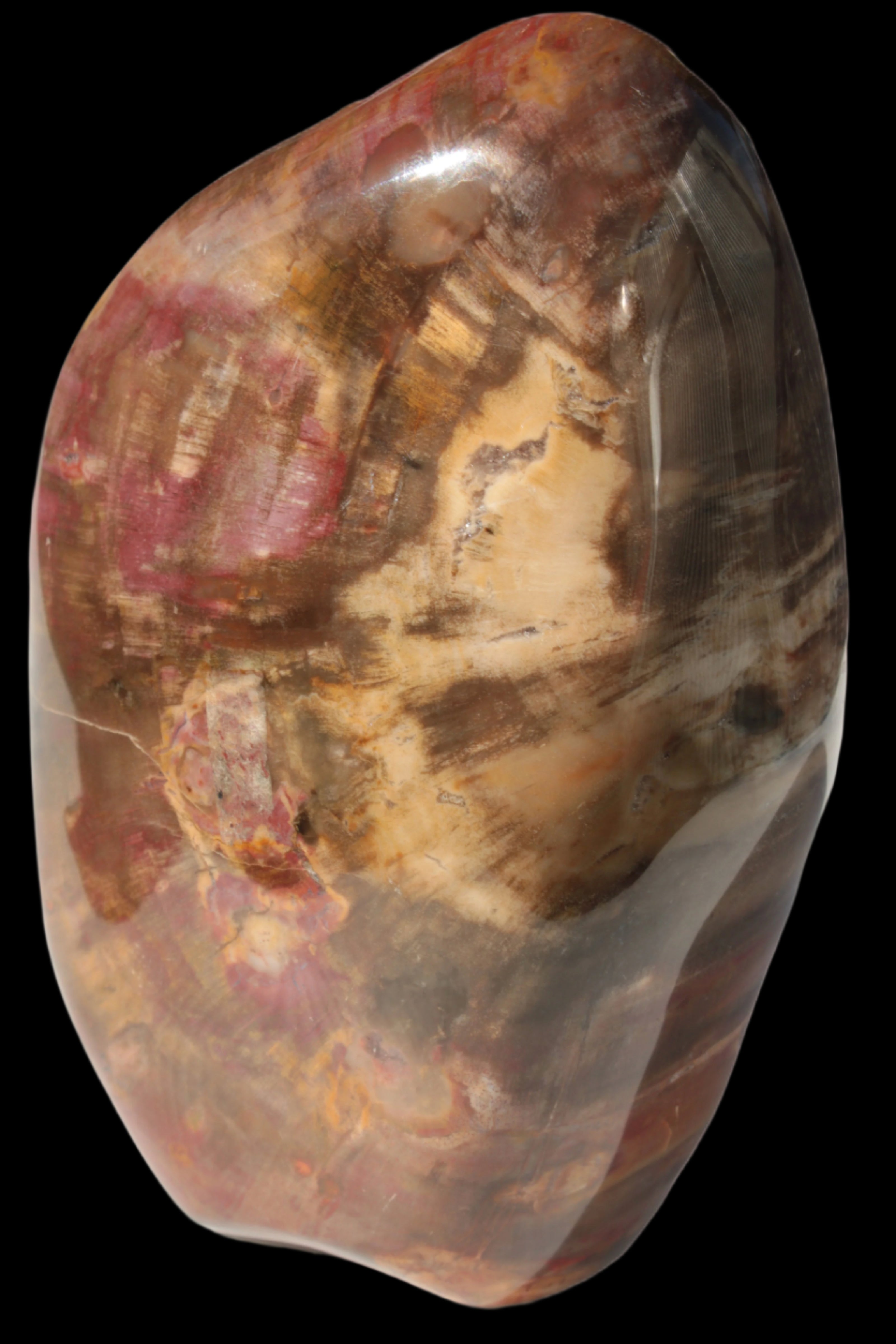 Petrified Wood from Madagascar 2530g - Rocks and Things Store