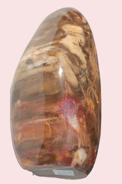 Petrified Wood from Madagascar 2530g Rocks and Things