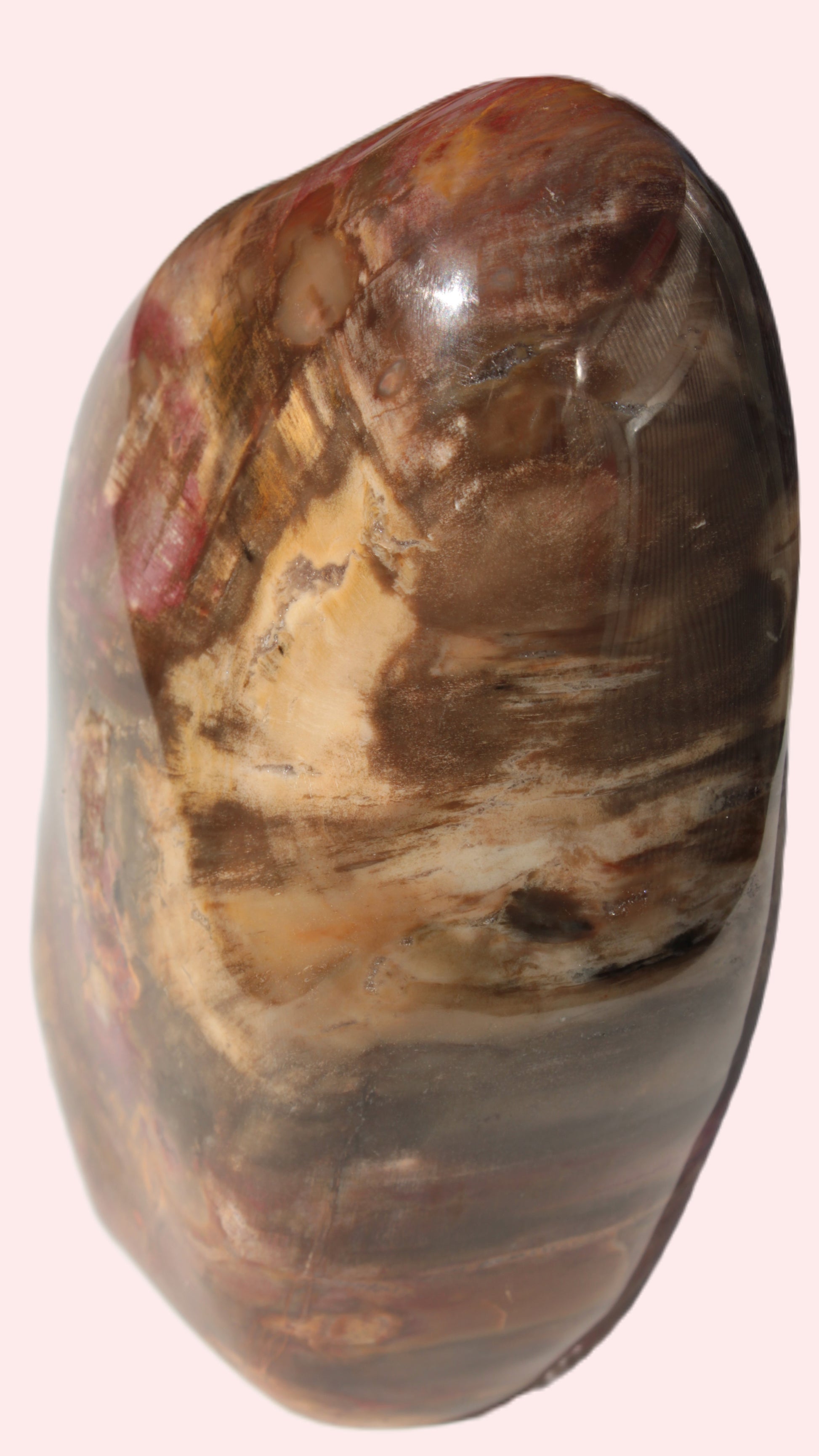 Petrified Wood from Madagascar 2530g Rocks and Things