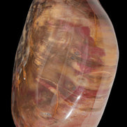 Petrified Wood from Madagascar 2530g - Rocks and Things Store