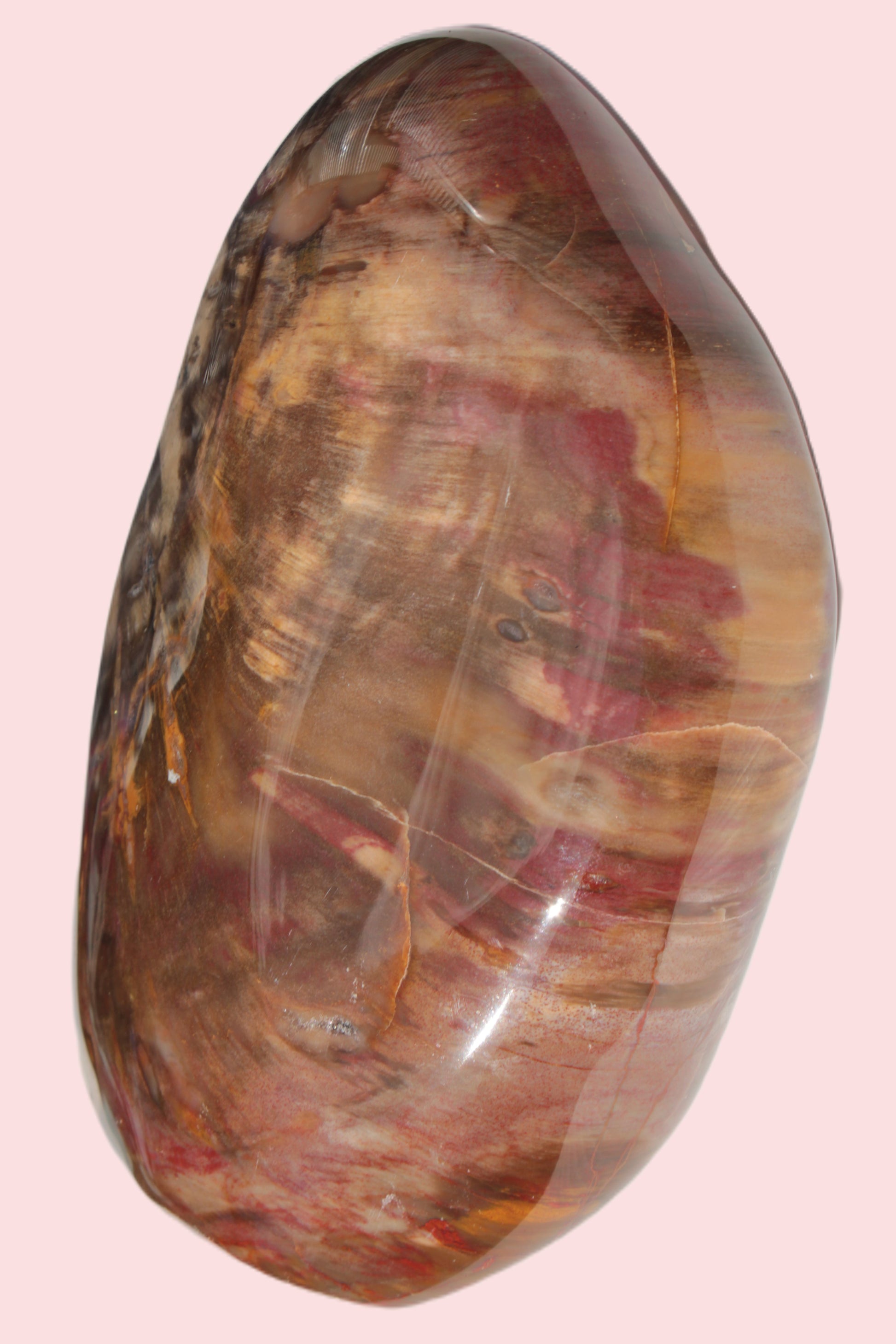 Petrified Wood from Madagascar 2530g Rocks and Things