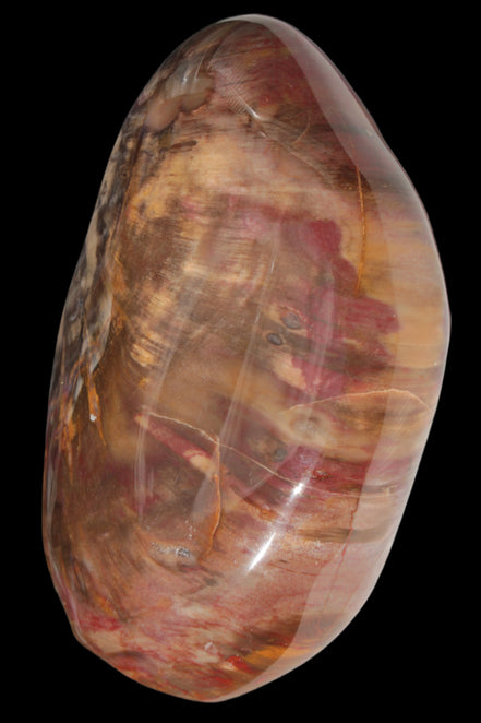 Petrified Wood from Madagascar 2530g - Rocks and Things Store
