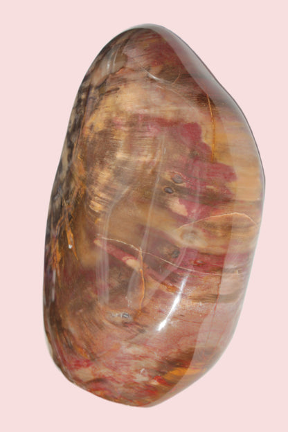 Petrified Wood from Madagascar 2530g Rocks and Things