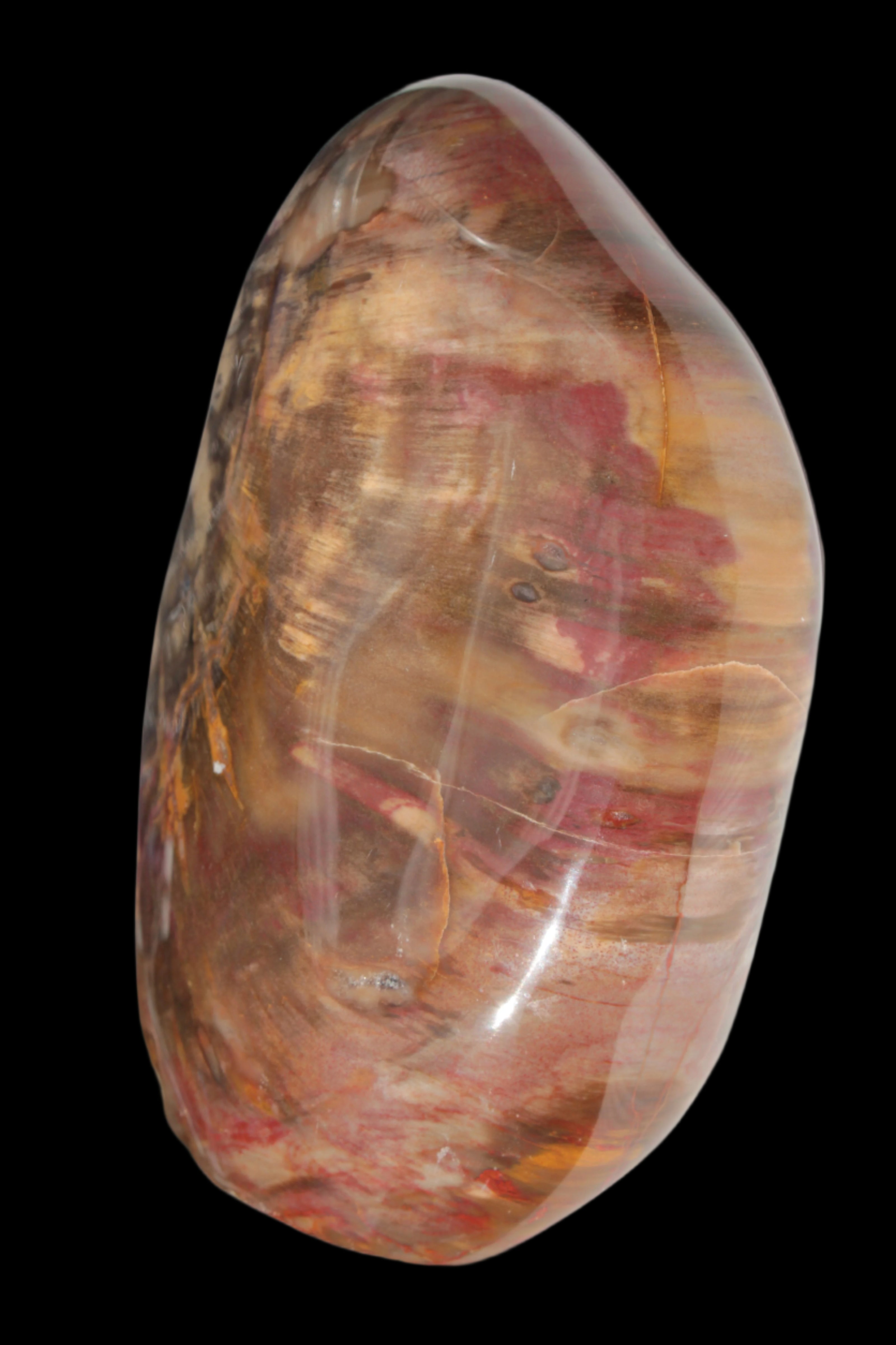 Petrified Wood from Madagascar 2530g - Rocks and Things Store