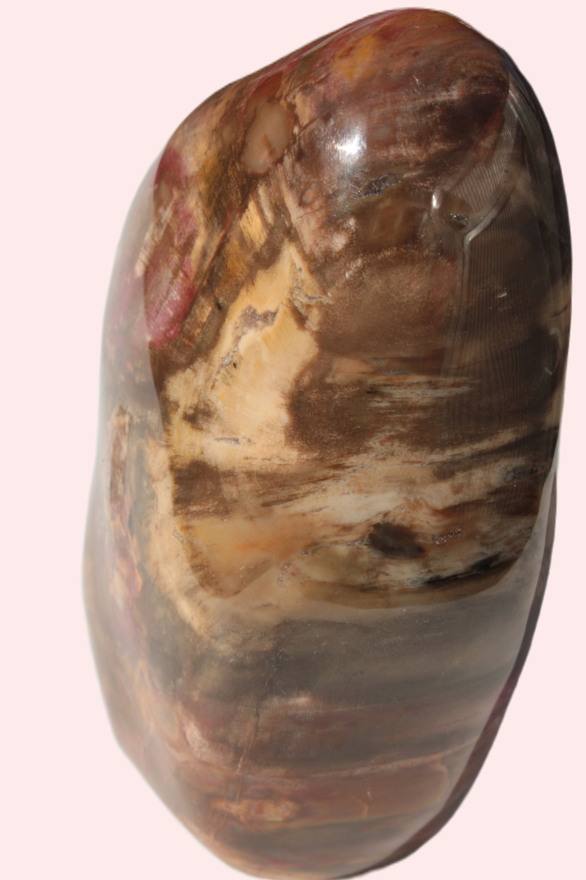 Petrified Wood from Madagascar 2530g Rocks and Things