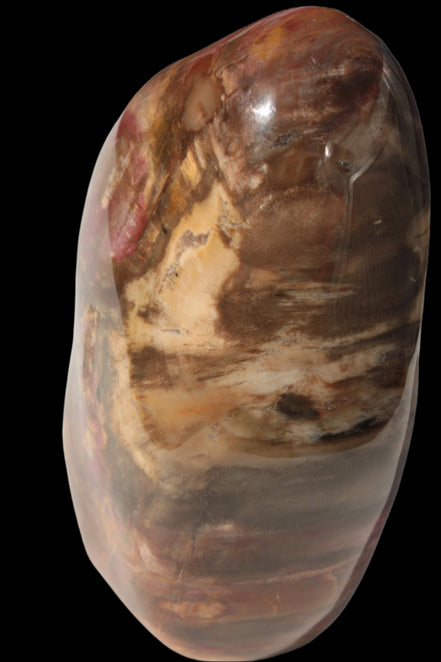 Petrified Wood from Madagascar 2530g - Rocks and Things Store
