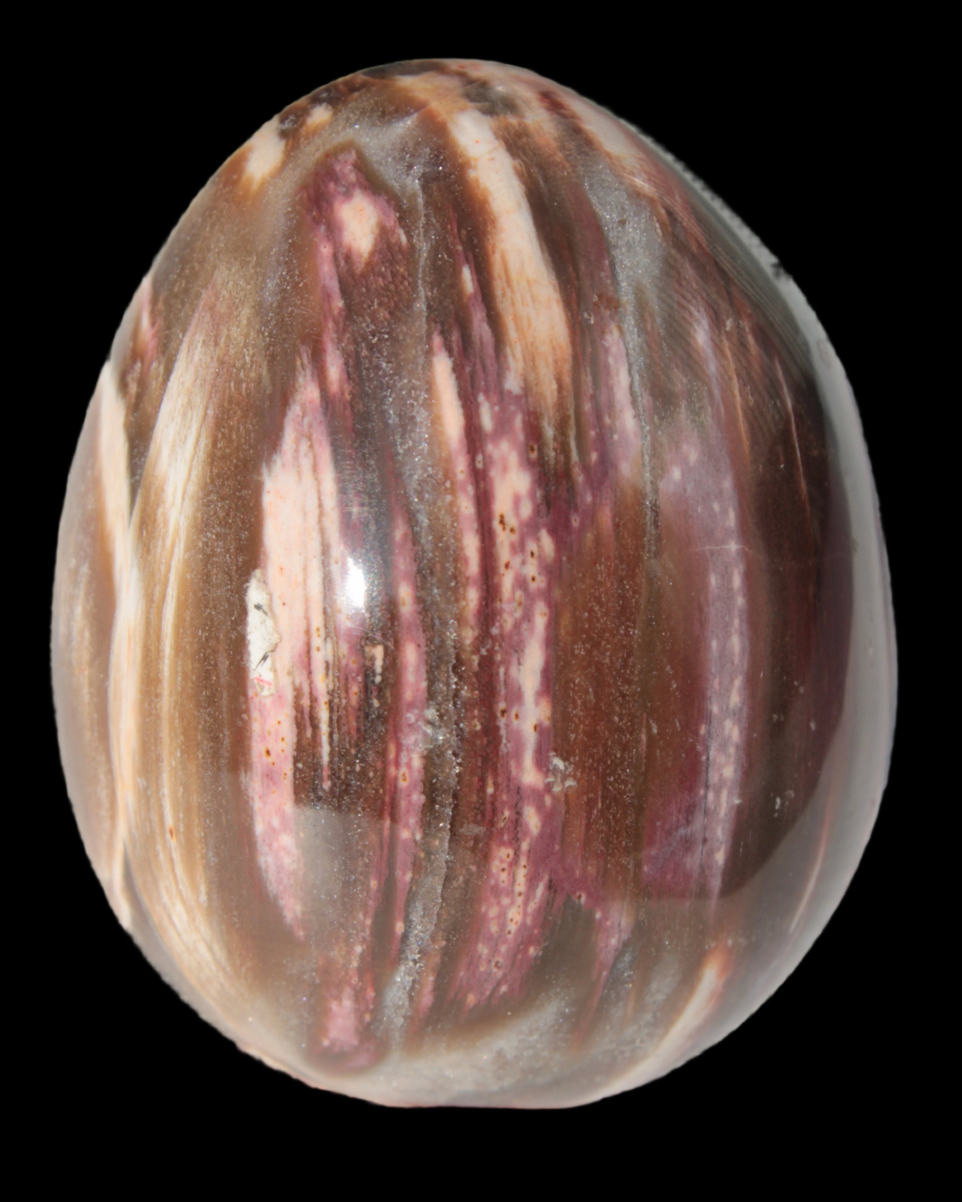 Petrified Wood Fossil egg from Madagascar 247g in sunlight - Rocks and Things Store