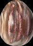 Petrified Wood Fossil egg from Madagascar 247g in sunlight - Rocks and Things Store