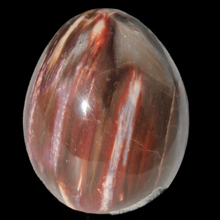 Petrified Wood Fossil egg from Madagascar 247g in sunlight - Rocks and Things Store