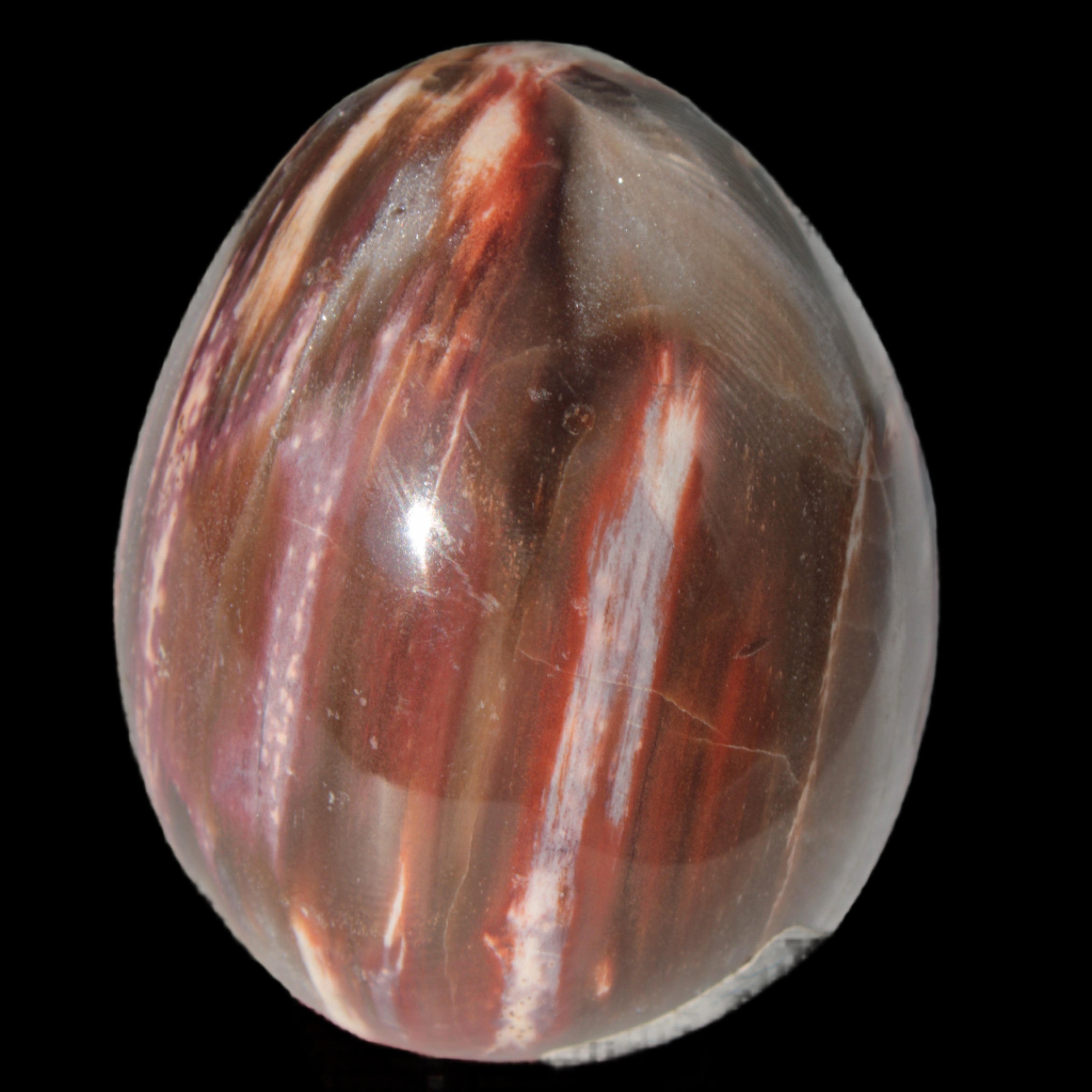 Petrified Wood Fossil egg from Madagascar 247g in sunlight - Rocks and Things Store