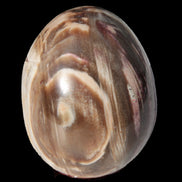 Petrified Wood Fossil egg from Madagascar 247g in sunlight - Rocks and Things Store