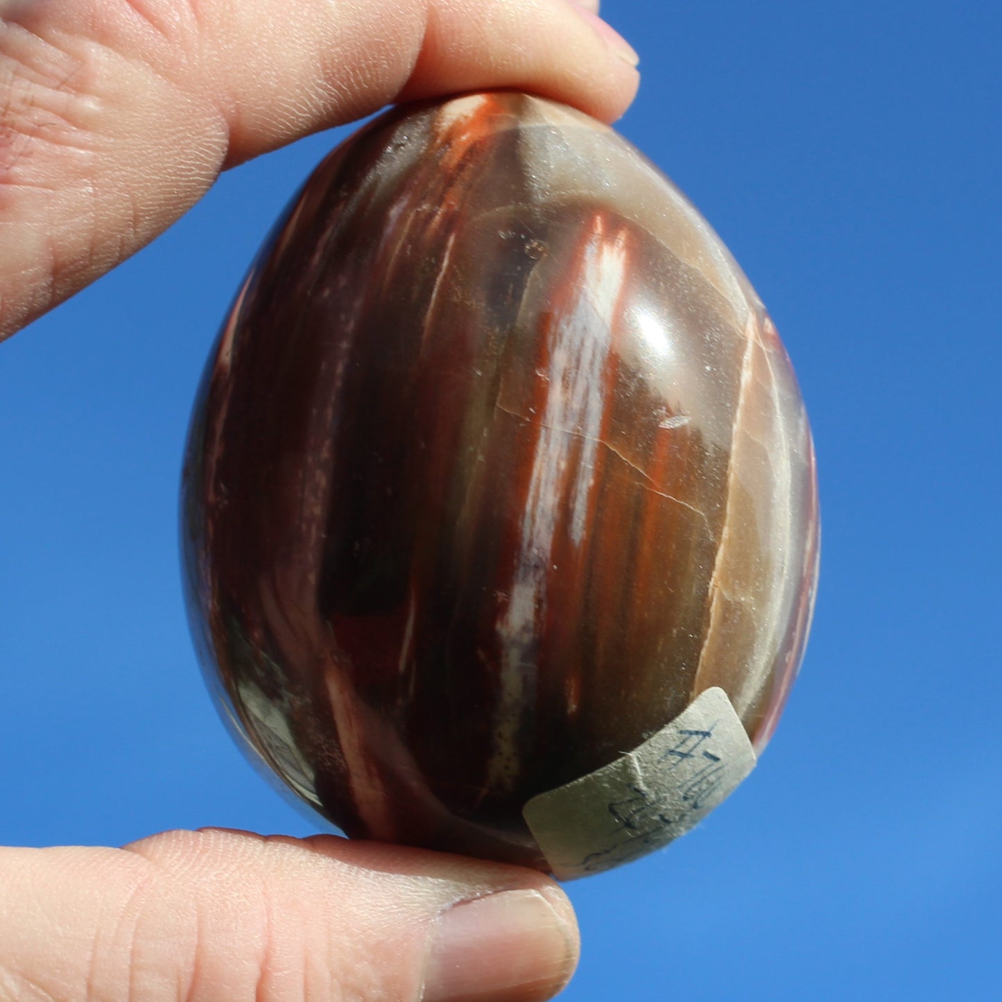 Petrified Wood Fossil egg from Madagascar 247g