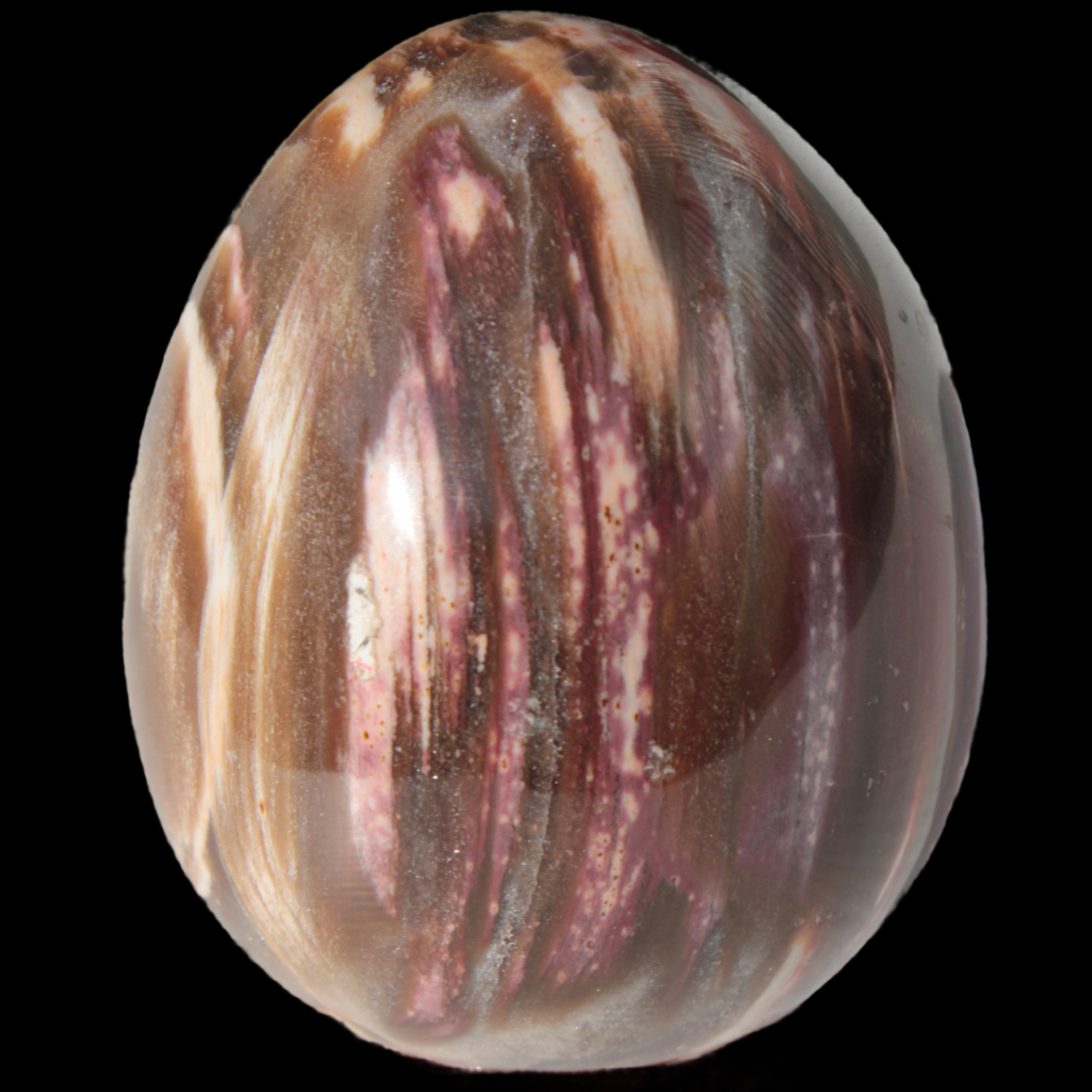 Petrified Wood Fossil egg from Madagascar 247g in sunlight - Rocks and Things Store