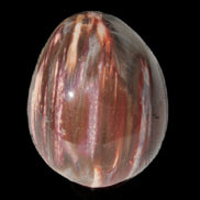 Petrified Wood Fossil egg from Madagascar 247g in sunlight - Rocks and Things Store