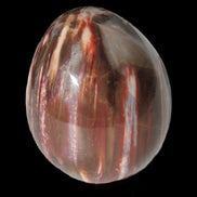 Petrified Wood Fossil egg from Madagascar 247g in sunlight - Rocks and Things Store