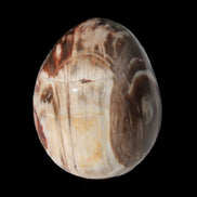Petrified Wood Fossil egg from Madagascar 247g in sunlight - Rocks and Things Store