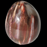 Petrified Wood Fossil egg from Madagascar 247g in sunlight - Rocks and Things Store