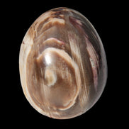Petrified Wood Fossil egg from Madagascar 247g in sunlight - Rocks and Things Store