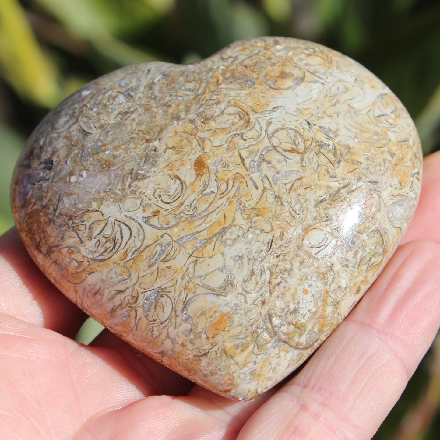 Dinosaur Bone Fossil heart from Madagascar 206g