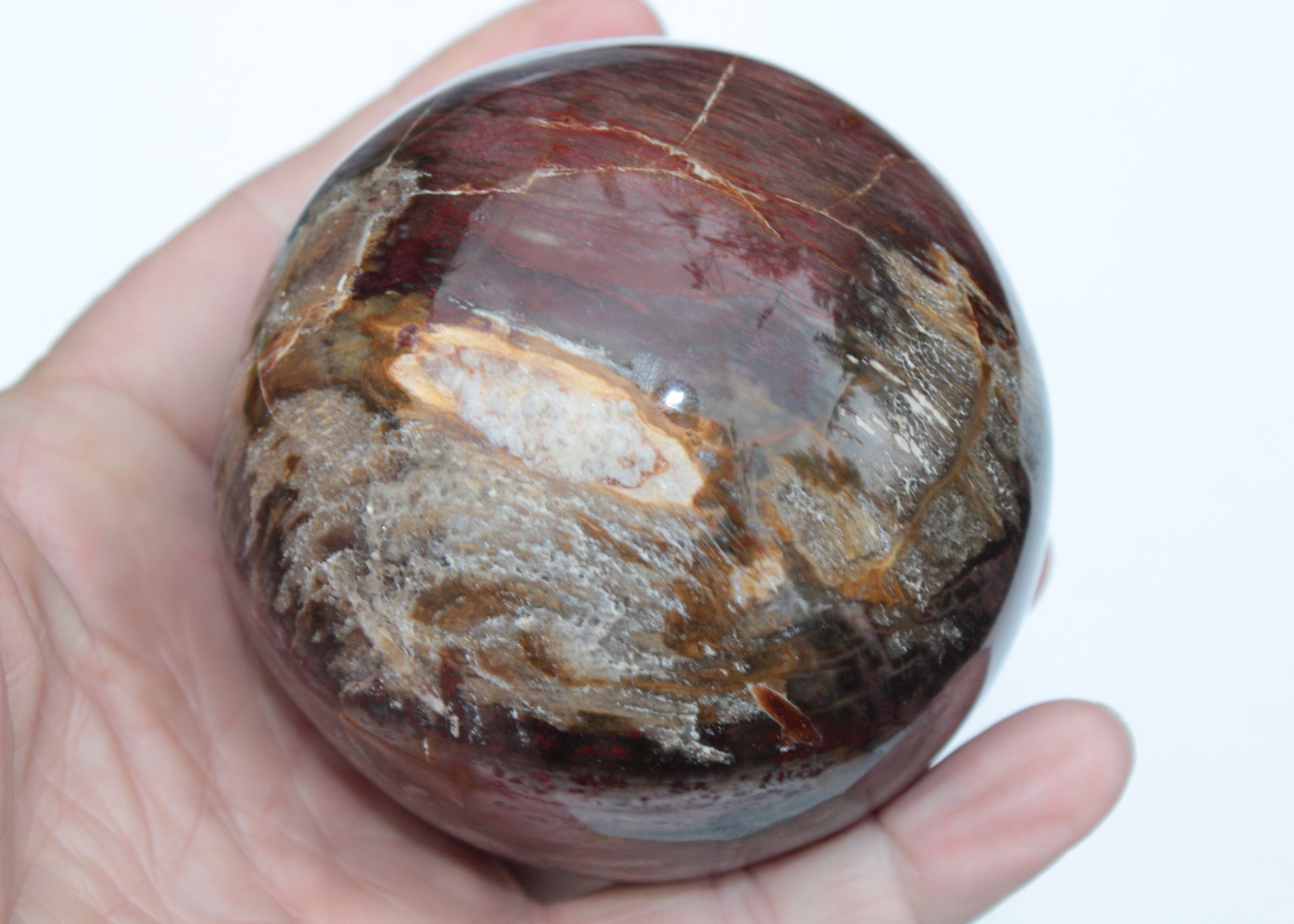 Petrified Wood sphere 675g Rocks and Things