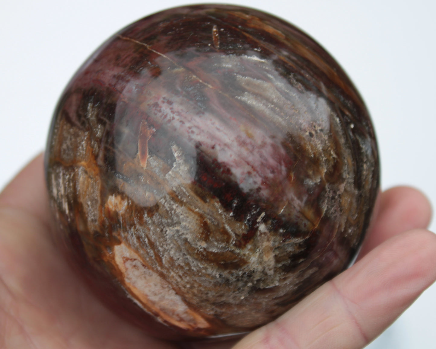 Petrified Wood sphere 675g Rocks and Things