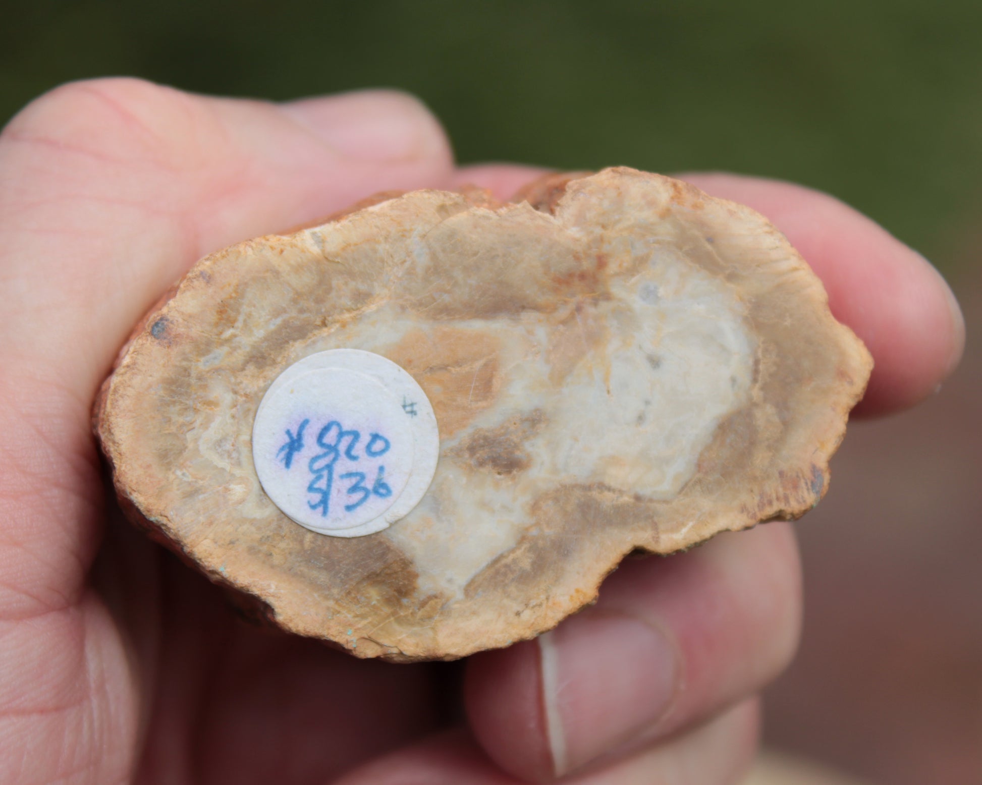 Petrified Wood Agate slice 73g Rocks and Things