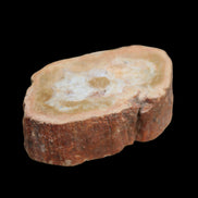 Petrified Wood Agate slice 73g - Rocks and Things Store