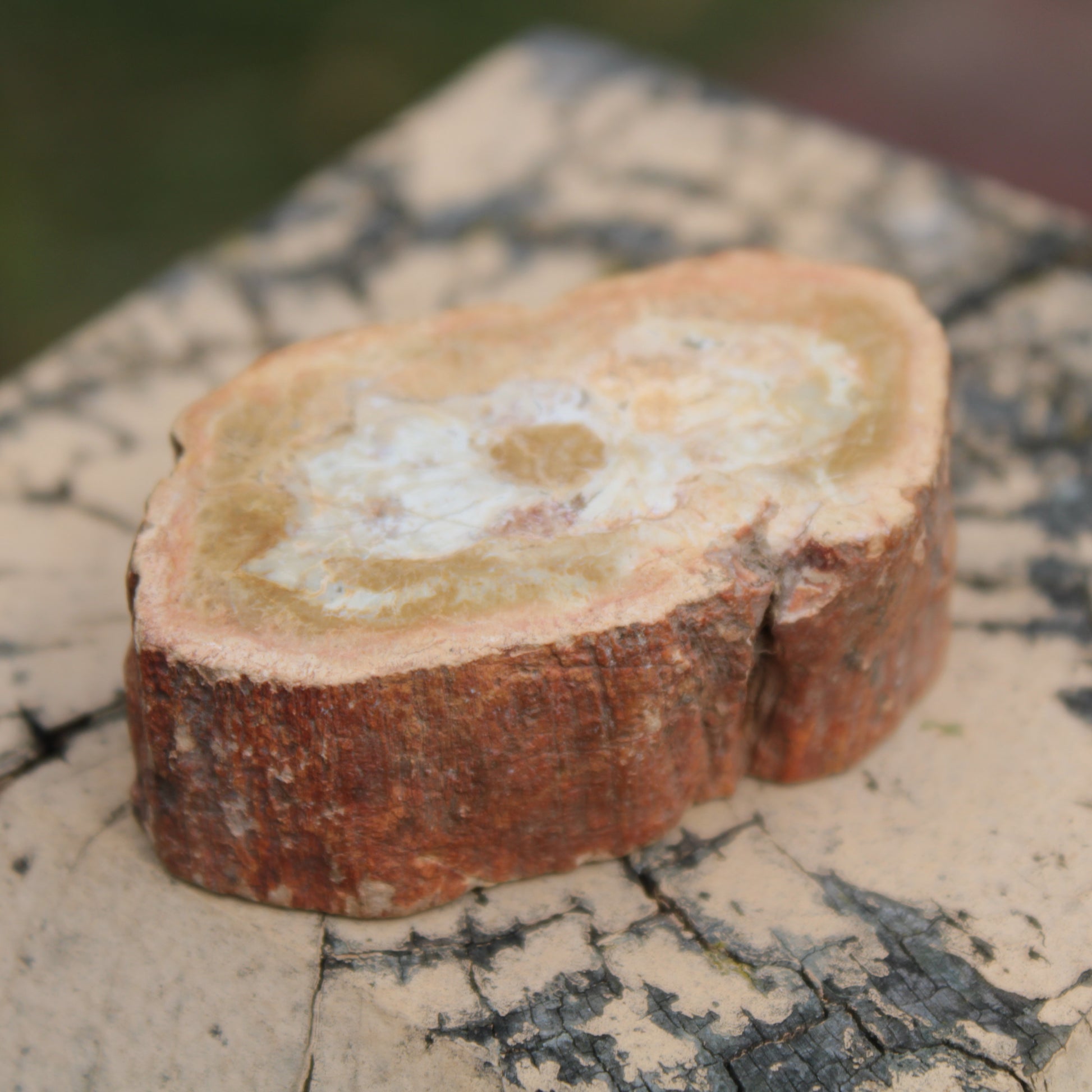 Petrified Wood Agate slice 73g Rocks and Things