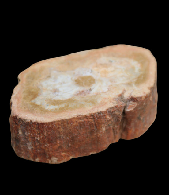 Petrified Wood Agate slice 73g - Rocks and Things Store