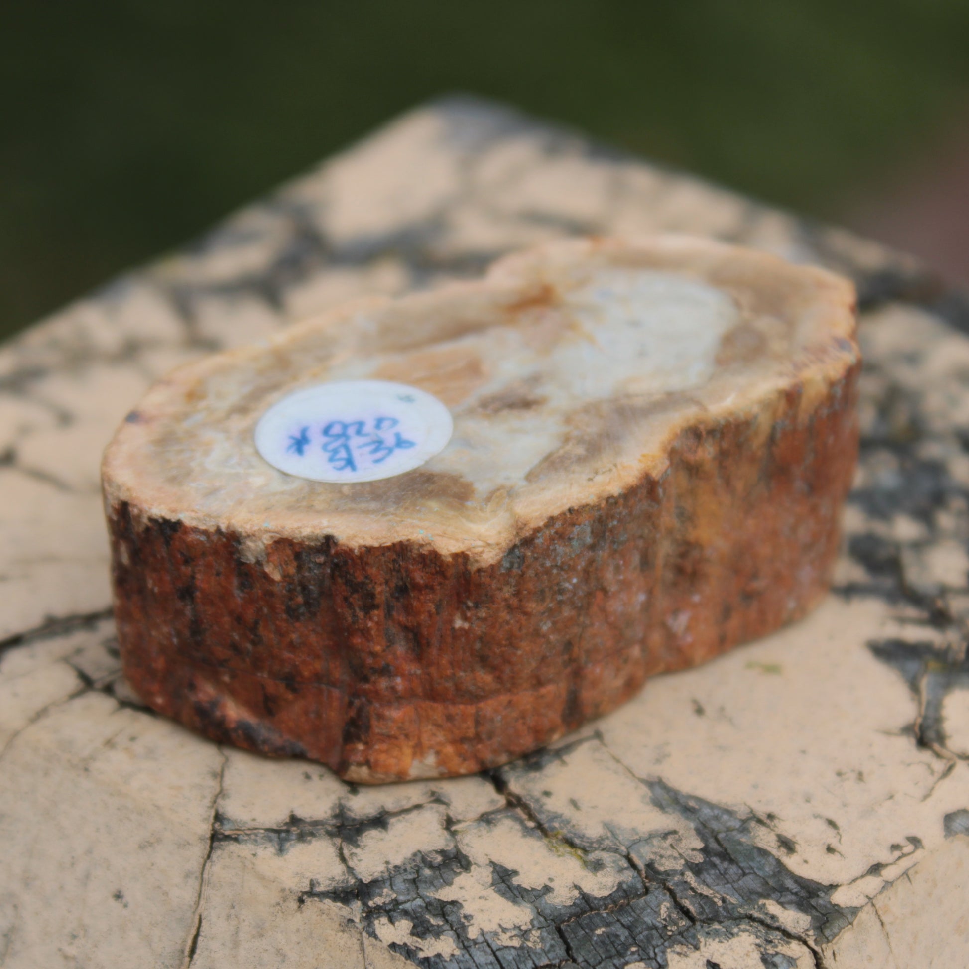 Petrified Wood Agate slice 73g Rocks and Things