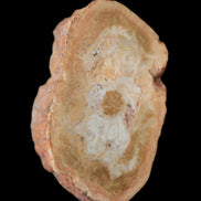 Petrified Wood Agate slice 73g - Rocks and Things Store