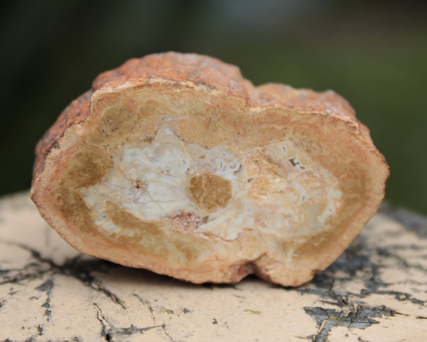 Petrified Wood Agate slice 73g Rocks and Things